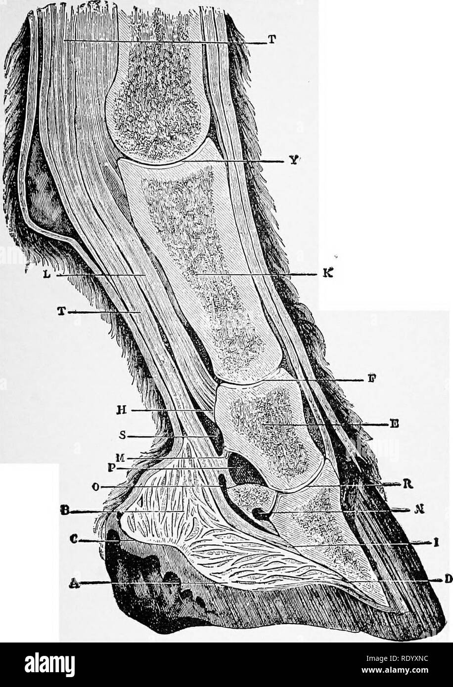 . Manual of operative veterinary surgery. Veterinary surgery. AUATOMY OF THE FOOT. 577. Fig. 478.—Longitudinal Section of tte Digital Eegion. A.—Lower part of the plantar cushion. B.—Ligamentous hands of the fibrous layers of the plantar cushion. C—Fibrous membrane of the plantar cushion. D.—In- sertion of the plantar cushion to the inferior face of the os pedis. E.—Spongy tissue of OS coronsB. F.—Articulation of first and second phalanx. H.—Perforatus tendon at- tached to the OS coronEB. I. —Insertion of plantar aponeurosis to the semi-lunar crest. K.—Spongy structure of 08'suffraginis. L.—Se Stock Photo