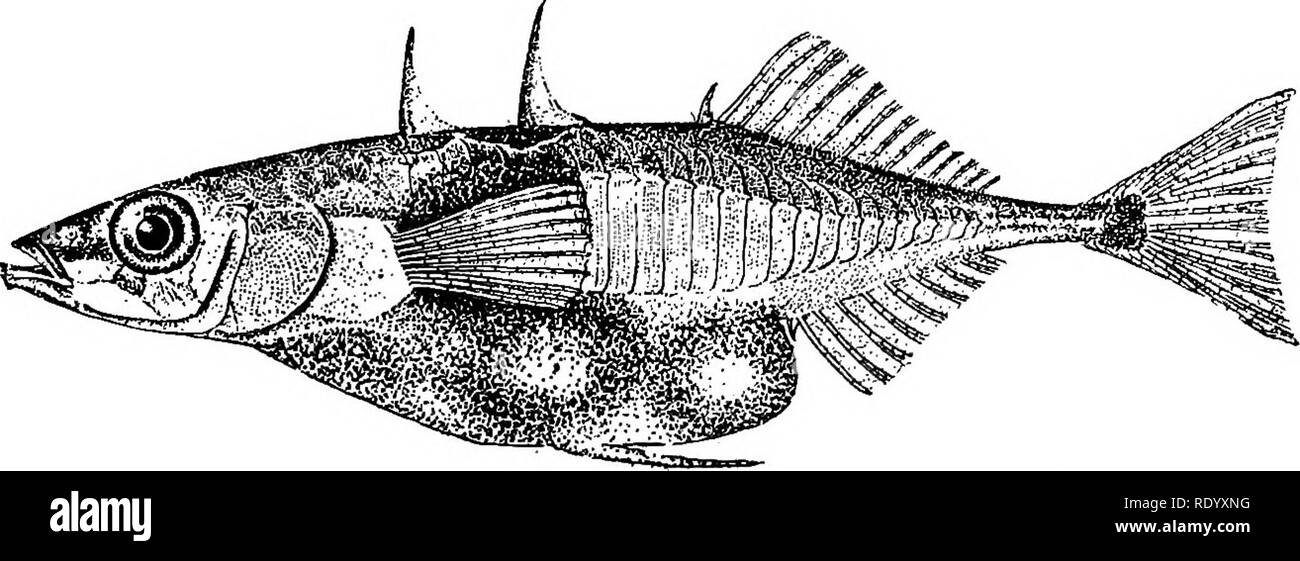 . Goldfish breeds and other aquarium fishes, their care and propagation; a guide to freshwater and marine aquaria, their fauna, flora and management. Aquariums; Goldfish. AILMENTS AND DISEASES Probably the most frequent forms of Cestode parasites are Schistoceph- alus solidus and allied species, which occur in many freshwater fishes in. FIG. 87 Stickleback affected with Schistociphalus solidus; showing enlargement of side and abdomen. Slightly enlarged. immature forms. Figs. 86, 87 and 88. As adults they have fish-feeding birds and mammals as hosts.. Please note that these images are extracted Stock Photo