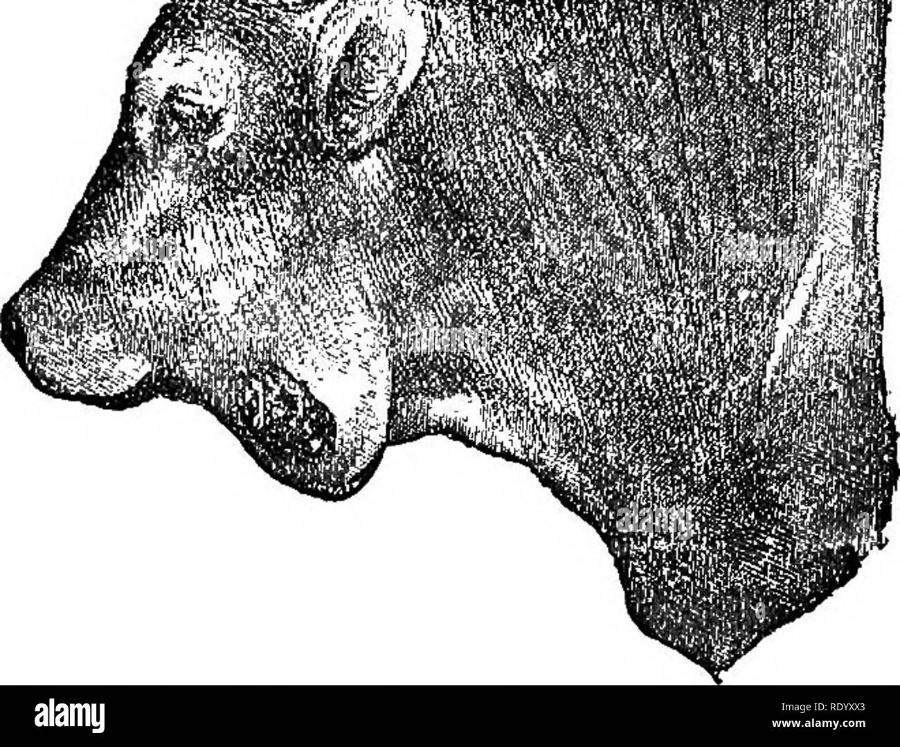 . A treatise on surgical therapeutics of domestic animals. Veterinary surgery; Therapeutics, Surgical. ACTINOMYCOSIS. 201 ). Fig. 48. Actinomycosis of the Lower Maxillary. they may heal, as in tuberculosis, without leaving apparent marks. Ac- tinomycites ordinarily spread slowly, little by little, through the blood ves- sels, and apparently most often through the veins. All tissues and all organs may be attacked, and if, ordinarily, secondary tum- ors develop in the lungs, they are also observed in the liver, kidneys, spleen, serous membranes, lympha- tic glands, and even the encephalon. Local Stock Photo