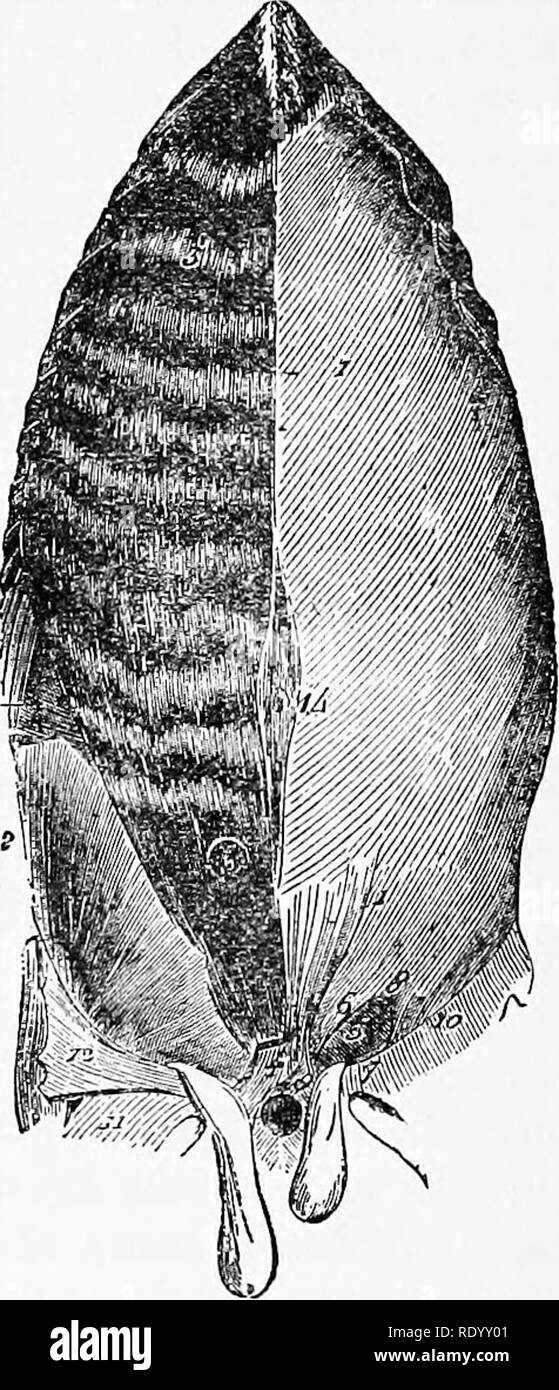 . Manual of operative veterinary surgery. Veterinary surgery. 386 OPERATIONS ON THE DIGESTIVE APPARATUS. contents. In one place musculo-cartilaginous, or bony, it is in another, musoulo-aponeurotic. In some parts protected by only a single layer of muscle, as in its anterior wall; in others the layers of muscular aponeurotic structure, or of fibrous bandages, are re- inforced by a powerful elastic band, as in the inferior portion, by the tunica abdominaUs. But besides this variety in the elements. Fig. 372.—MuscleB o( the Inferior AlDdominal Region. 1, aponeurosis of the great oWique; 3, flesh Stock Photo