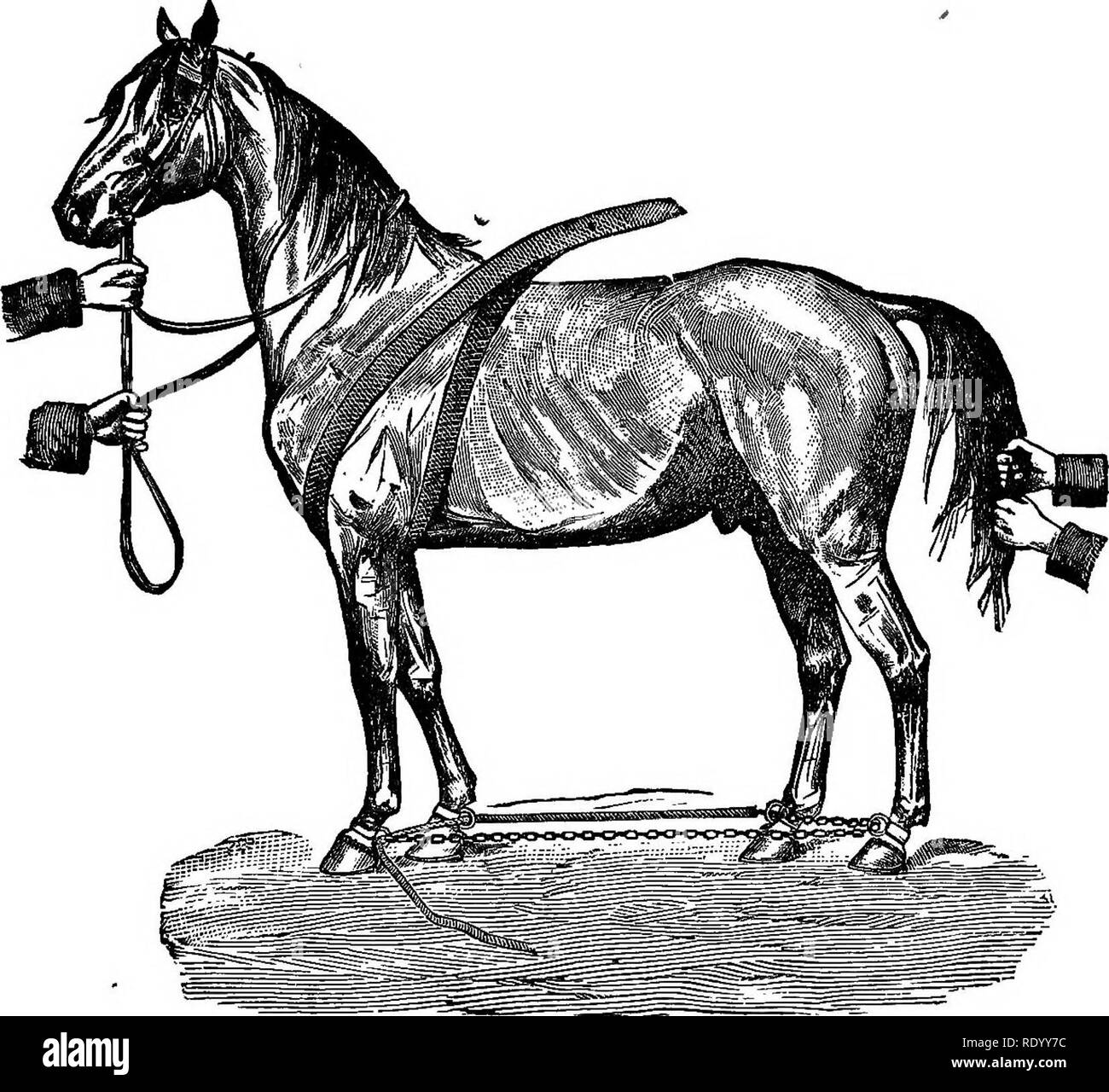 Common horse tail Black and White Stock Photos & Images Alamy