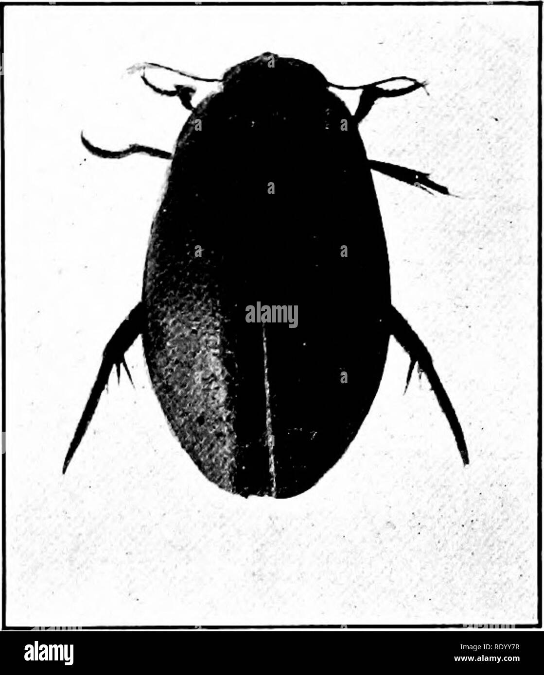 . The freshwater aquarium and its inhabitants; a guide for the amateur aquarist. Aquariums. The Inhabitants of the Aquarium 287 brown bristles. These legs and the general shape of the insect make it one of the most rapid swimmers. The male can be distin- guished by the disks or cushions on the fore-. Fig. 117. Yellow-bordered Water Bee- tle, Dytiscus marginalis, female. legs, which serve to fasten the male to the female during the mating process. While this beetle stays for a long time under water, either near the bottom or in the vegetation below the surface, it must come up occasionally to t Stock Photo