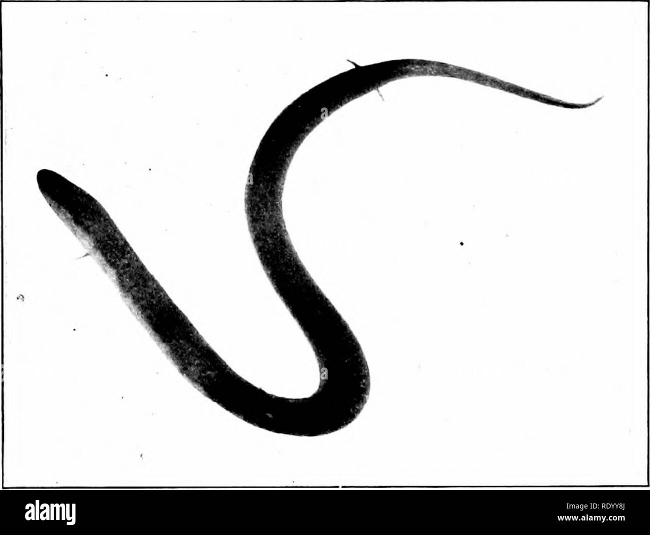 Congo Eel High Resolution Stock Photography And Images Alamy