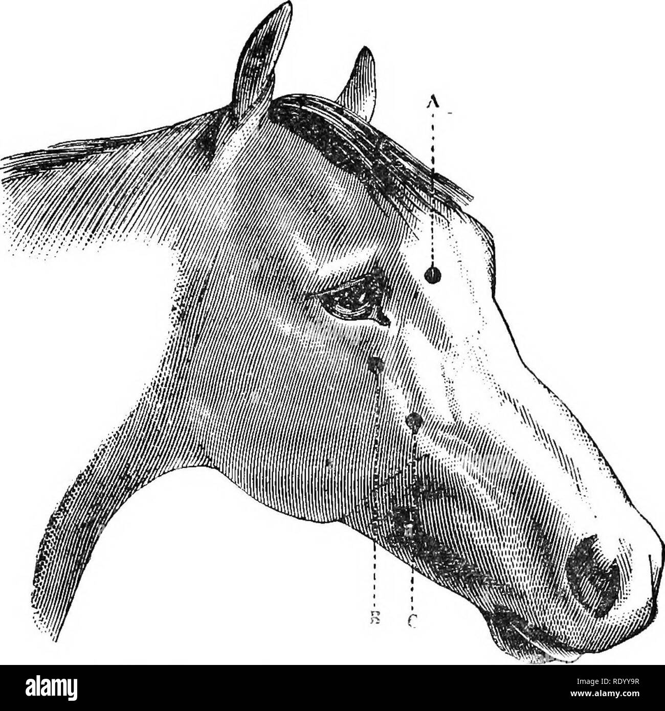 . Manual of operative veterinary surgery. Veterinary surgery. TKEPHINING. 289. Fig. 305.—Common Points of Selection (or Trephining. semi-lunar incision. We prefer the first as being least liable to be followed by a blemish. The periosteum is divided in the same form, if its division has not already followed that of the skin. The flap thus formed ia two structures is then carefully raised from the attachment to the external surface of the bone, and held aside by an assistant, with either a blunt tenaculum or forceps. The instrument is then implanted upon the centre of the exposed bony surface,  Stock Photo