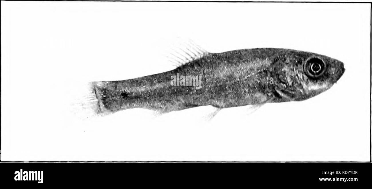 Gold tench Black and White Stock Photos & Images Alamy