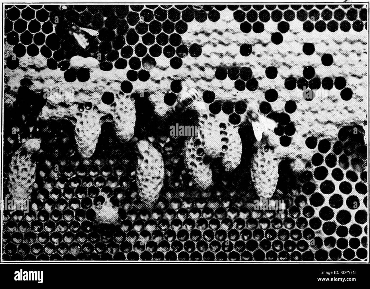 . Beekeeping for Connecticut. Bees; Bees; Bees. a. Section frames as used in the supers: in the flat, bent together, with foundation starter, and with drawn comb ready to receive the honey.. b. Close view of brood comb, showing open and capped cells: the large peanut-shaped cells are queen cells; the larger open cells near lower right hand corner are drone cells; others are worker cells. (After Dr. E. F. Bigelow, Arcadia, Sound Beach, Conn.). Please note that these images are extracted from scanned page images that may have been digitally enhanced for readability - coloration and appearance of Stock Photo