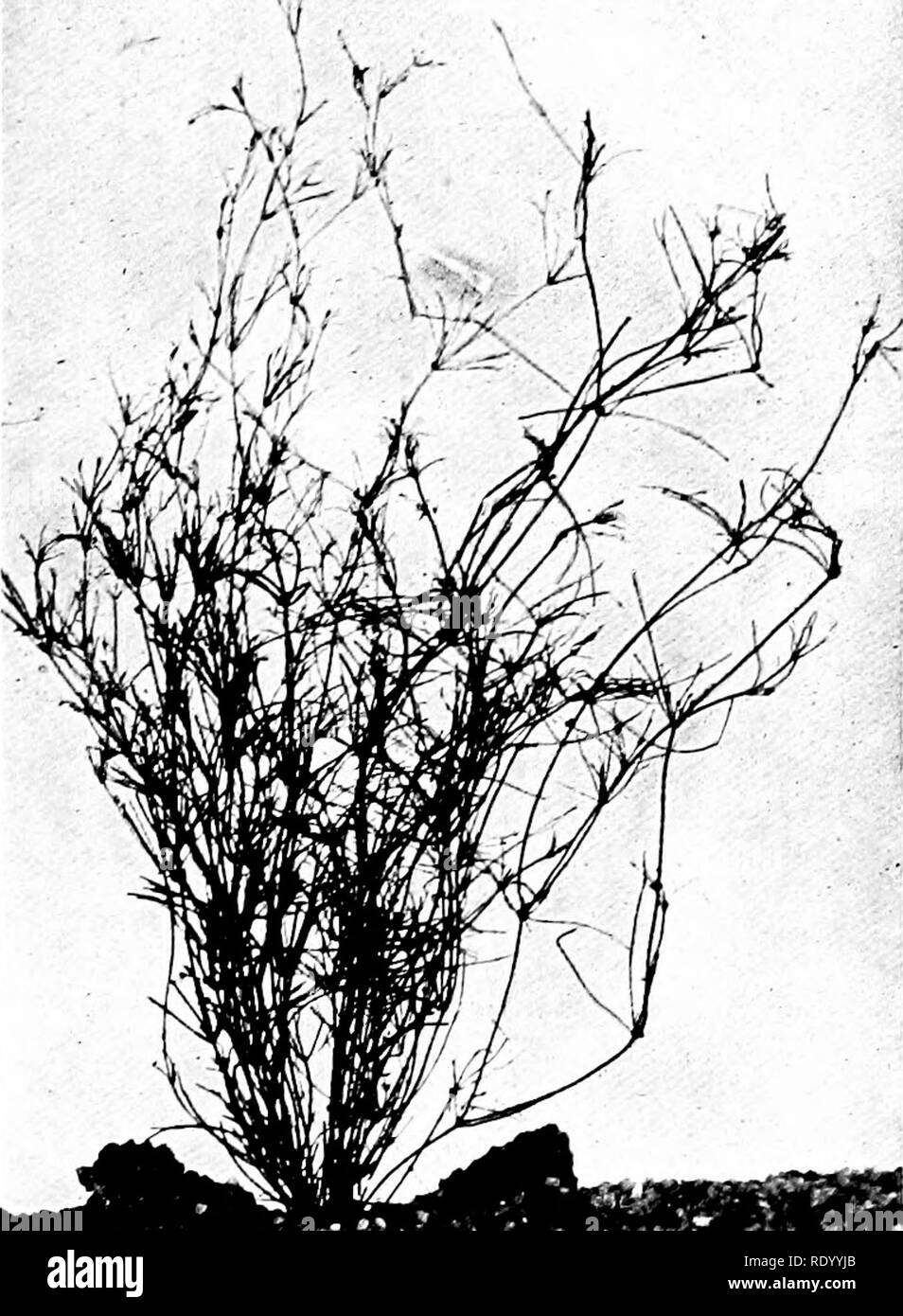 . The freshwater aquarium and its inhabitants; a guide for the amateur aquarist. Aquariums. Aquarium Plants 65. Fig. 29. Small-fruited Nitella, Nitella micro- carpa.. Please note that these images are extracted from scanned page images that may have been digitally enhanced for readability - coloration and appearance of these illustrations may not perfectly resemble the original work.. Eggeling, Otto, 1848-; Ehrenberg, Frederick, 1849- joint author. New York, H. Holt and Company Stock Photo