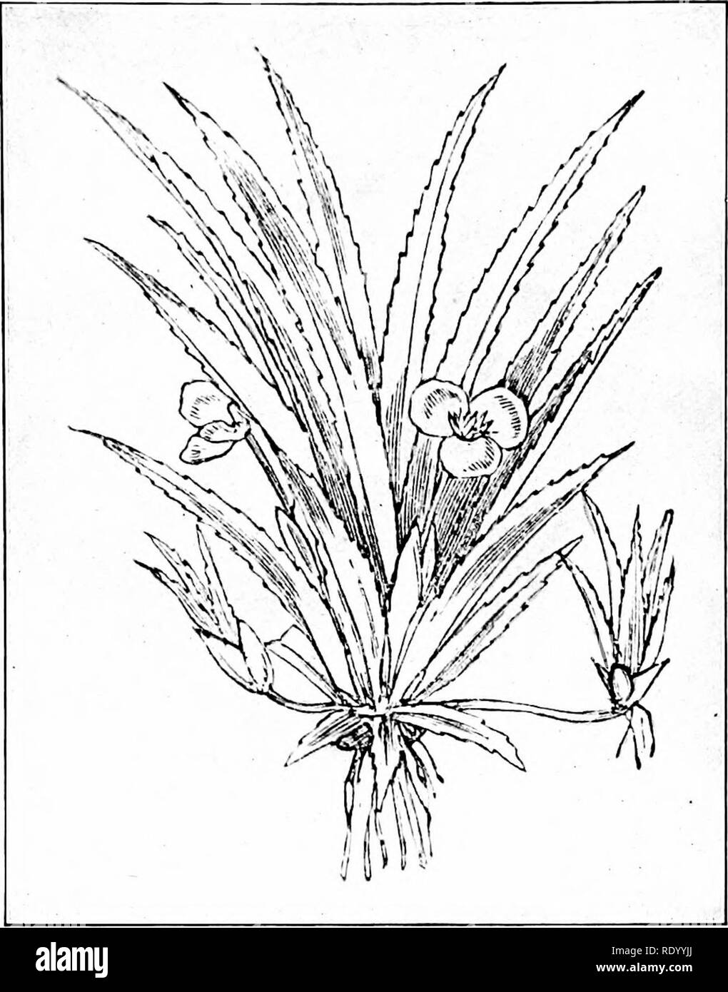 . The freshwater aquarium and its inhabitants; a guide for the amateur aquarist. Aquariums. 64 Fresh Water Aquarium. Fig. 28. Water-aloe, Stratiotes aloides. muddy bottoms of their natural habitations. In a fairly high temperature the leaves may remain green during the winter, forming a very attractive aquarium plant.. Please note that these images are extracted from scanned page images that may have been digitally enhanced for readability - coloration and appearance of these illustrations may not perfectly resemble the original work.. Eggeling, Otto, 1848-; Ehrenberg, Frederick, 1849- joint a Stock Photo