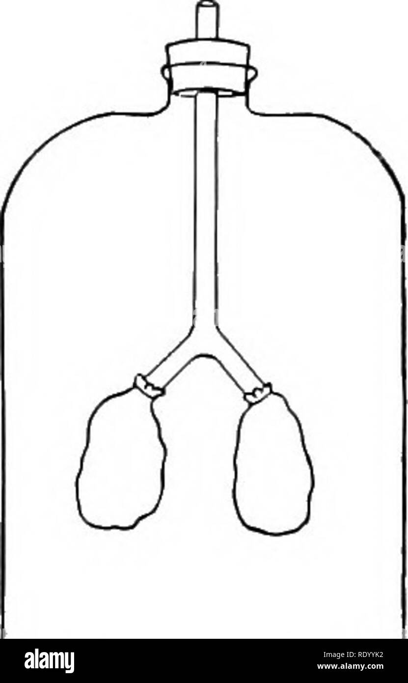 Lungs diagram Black and White Stock Photos & Images - Alamy