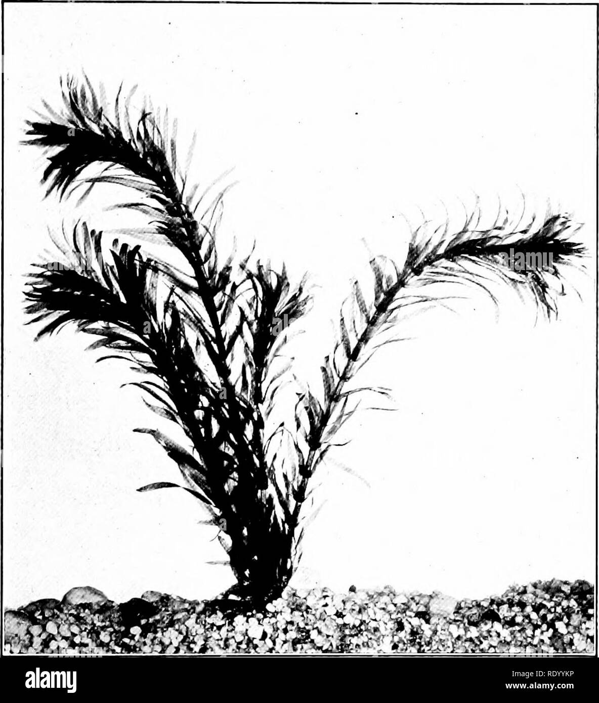 . The freshwater aquarium and its inhabitants; a guide for the amateur aquarist. Aquariums. Aquarium Plants 45 name indicates, of a denser growth than Elodea canadensis. It possesses all good. Fig. 19. Dense Waterweed, Elodea densa. qualities of the former species and even sur- passes it in beauty. This plant is not gen-. Please note that these images are extracted from scanned page images that may have been digitally enhanced for readability - coloration and appearance of these illustrations may not perfectly resemble the original work.. Eggeling, Otto, 1848-; Ehrenberg, Frederick, 1849- join Stock Photo