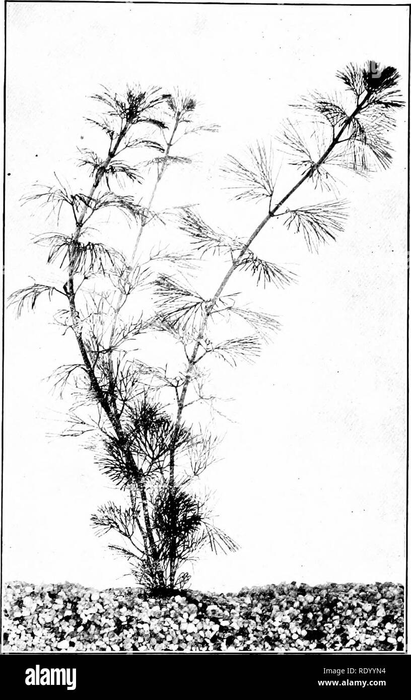 . The freshwater aquarium and its inhabitants; a guide for the amateur aquarist. Aquariums. Aquarium Plants 3i. Fig. 10. Fanwort, Cabomba caroliniana. Keller, pho- tographer.. Please note that these images are extracted from scanned page images that may have been digitally enhanced for readability - coloration and appearance of these illustrations may not perfectly resemble the original work.. Eggeling, Otto, 1848-; Ehrenberg, Frederick, 1849- joint author. New York, H. Holt and Company Stock Photo