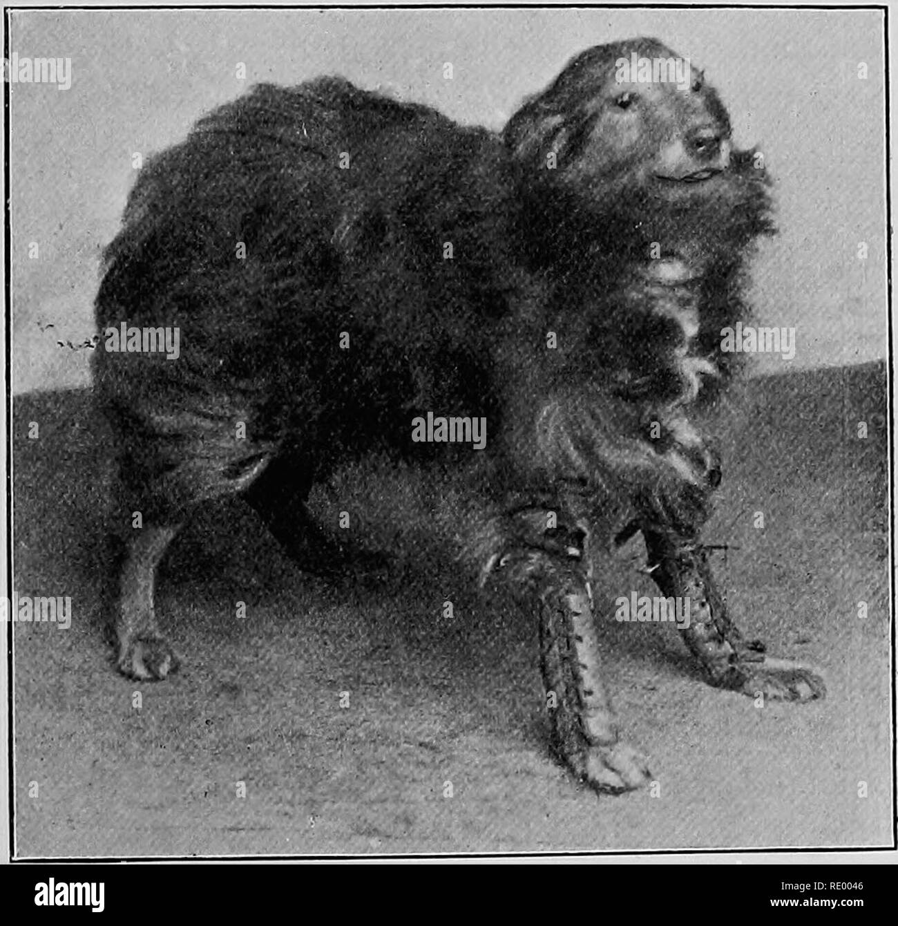 Surgical Diseases Of The Dog And Cat With Chapters On Anaesthetics And Obstetrics Second Edition Of Canine And Feline Surgery Dogs Cats The Limbs And Tail 325 Young Dogs And Are