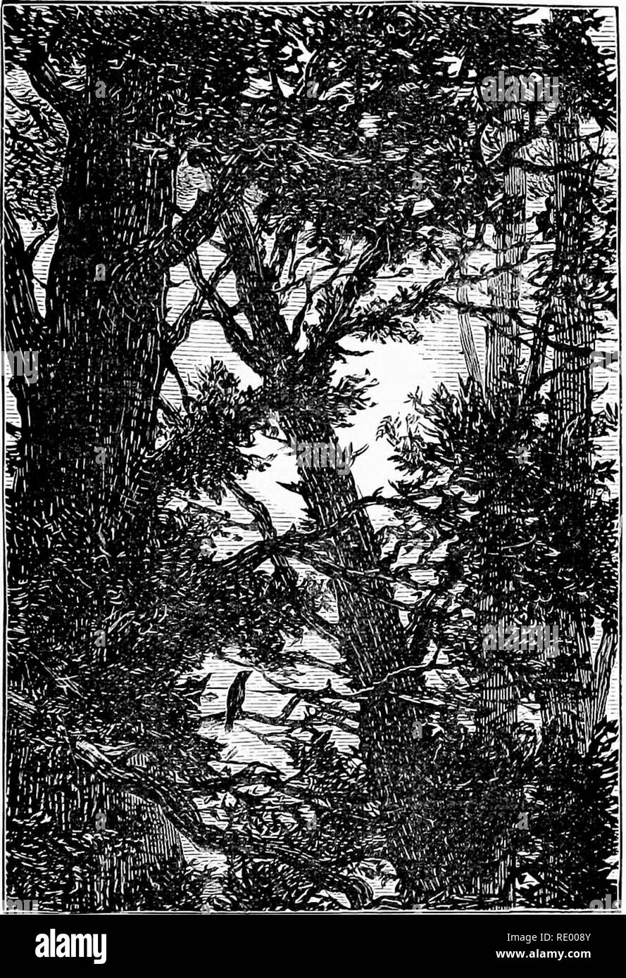 . Hours in my garden, and other nature-sketches. With 138 illus. Natural history. Nightingale s Notes. 143 The pauses grew shorter and shorter as we sat and listened. At first, despite the notion of a challenge, there was more of a complaining plaintive air, varied only now and then with trills, gurgles, penetrating rolls,. and half-whistles (we cannot describe that indescrib- able music, though its subtlely pertinacious, penetrat- ing sweetness is found in no whistle). .Gradually the tones grew deeper, fuller, richer, as though the mere. Please note that these images are extracted from scanne Stock Photo