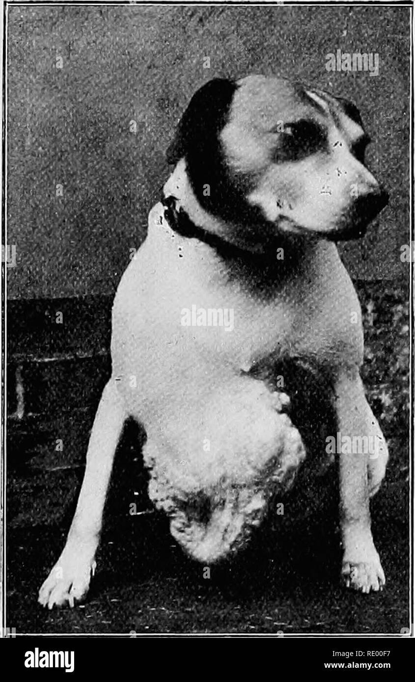 Surgical Diseases Of The Dog And Cat With Chapters On Anaesthetics And Obstetrics Second Edition Of Canine And Feline Surgery Dogs Cats Is6 Canine And Feline Surgery Wise The External Surface