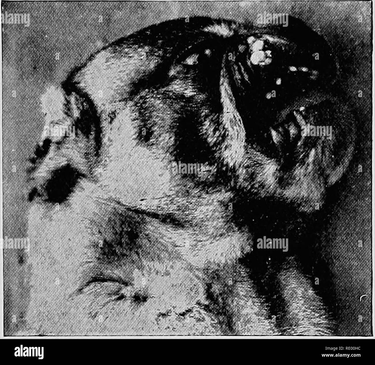 Dog mucous membrane Black and White Stock Photos & Images Alamy