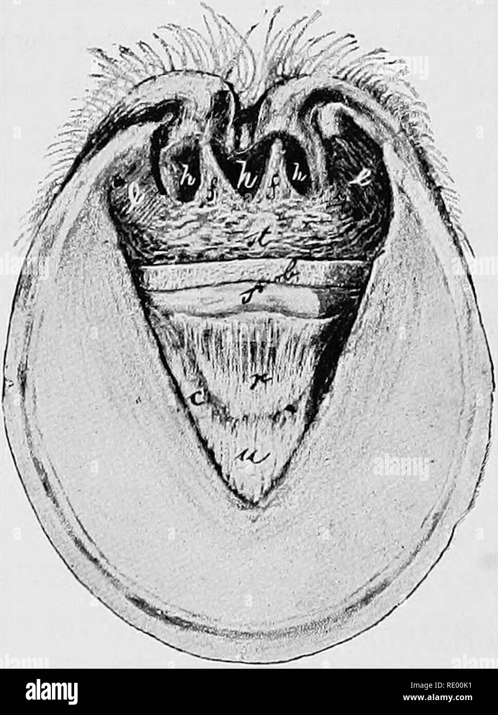 . Surgical and obstetrical operations. Veterinary surgery. 168 IIESBCTION OT.THE.T1.EXDE. PBULS-TENDON The :positiDn and extent of the navicular bone can now be determined by palpating it through the flexor tendon. A transverse incision is then made over the middle of the navi- cular bone through the flexor pedis tendon into the navicular bursa, thedistalend of the tendon grasped with the tenaculum forceps and lifted up from the navicular bone with the aid of two lateral curved incisions. Between.the inferior or. FIG. 64 Resection of the Flexor Pedis Tendon ^olar surface of the foot, c, Semi-l Stock Photo