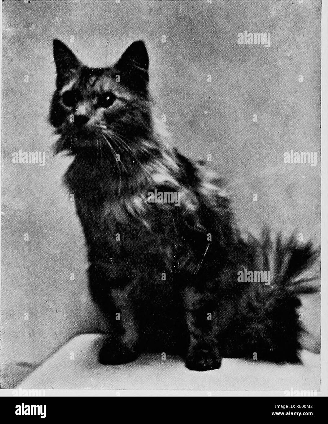 Surgical Diseases Of The Dog And Cat With Chapters On Anaesthetics And Obstetrics Second Edition Of Canine And Feline Surgery Dogs Cats 112 Canine And Feline Surgery Posterior Portion Is Exposed https www alamy com surgical diseases of the dog and cat with chapters on anaesthetics and obstetrics second edition of canine and feline surgery dogs cats 112 canine and feline surgery posterior portion is exposed in such instances solution of cocaine 5 to 10 per cent answers vary well after having applied the anaesthetic the eeball itself and its surroundings are ashed ith some non irritant antiseptic the onl in struments absolutely necessar are a fine scalpel or a pair of blunt pointed curved scissors and forceps with a sharp hook fig 81a cat fitted with a glass eye left one image232340530 html