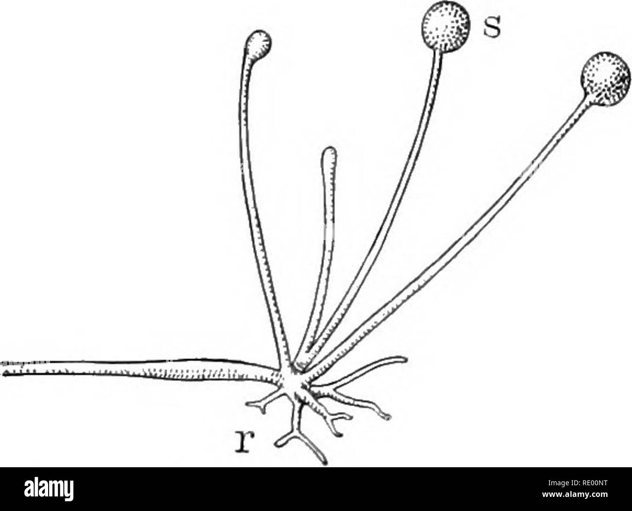 Essentials of biology presented in problems. Biology. Various forms of Di- atoms. Fungi, Parasites, and Saprophytes. — The thallus plants may be grouped in two great divisions: the Algce, water-loving thallophyics Essentials of biology presented in problems. Biology. Various forms of Di- atoms. Fungi, Parasites, and Saprophytes. — The thallus plants may be grouped in two great divisions: the Algce, water-loving thallophyics