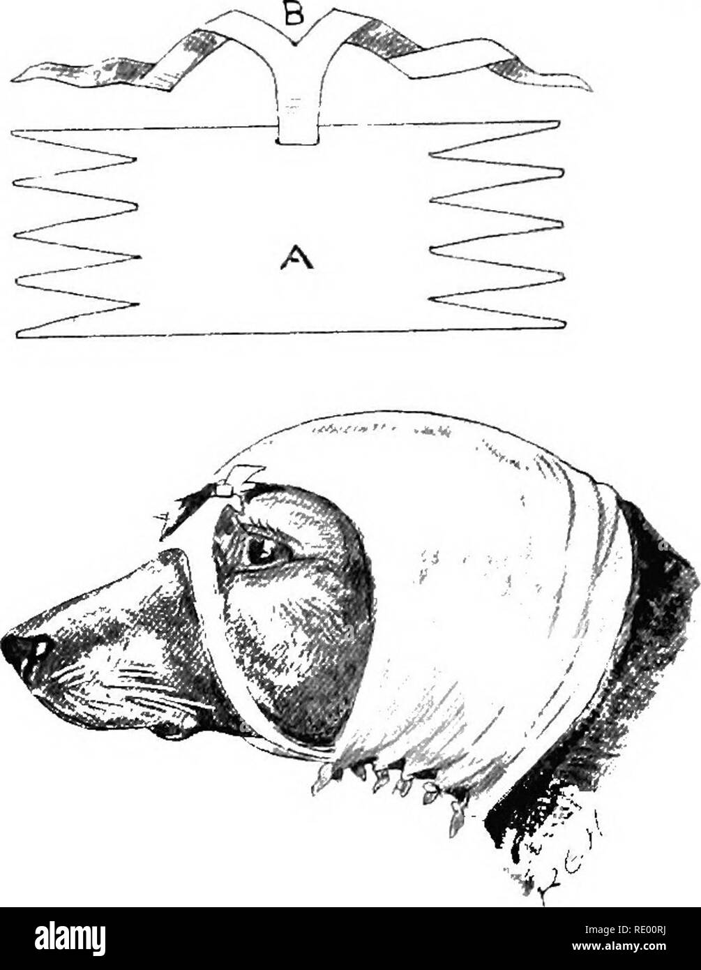 bandage a dog's ear