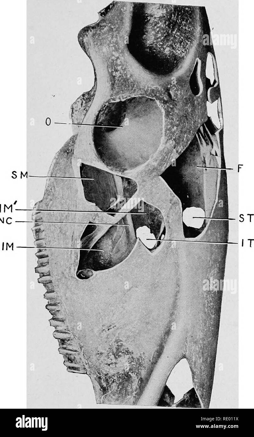 . Surgical and obstetrical operations. Veterinary surgery. NC FIG- 4. Trephining of Facial Sinuses. Right side of face, viewed laterally, showing extent and relations of the sinuses. O, orbita cavity; SM, superior maxillary sinus; IM&quot;, median portion of inferior maxillary sinus; NC, nerve conduit of superior maxillary trunk of the trifacial: IM. laierial portion of inferior maxillary sinus; F, frontal sinus; ST, opening through superior turbinated bone for the establishment of drainage from the frontal and superior maxillary sinuses into the nasal pas- â sage; IT, opening through inferior Stock Photo