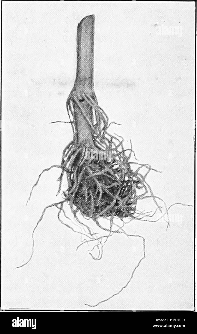 Essentials of biology presented in problems. Biology. Couch grass, showing  how the plant spreads by striking roots from a reclining stem. Com roots,  showing prop roots de- veloped at first node