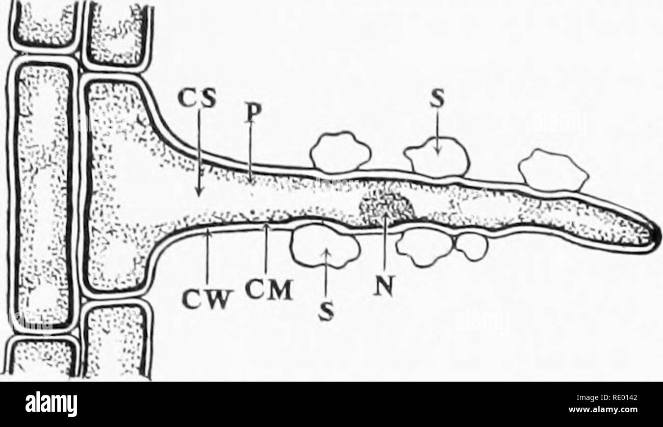 refer to the given diagram which shows a root hair cell surrounded by a  dilute solution of mineral i