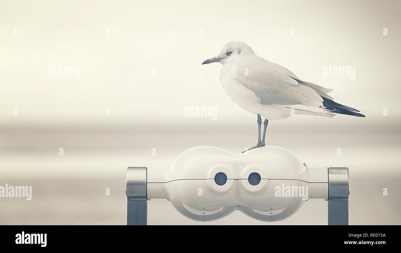 Seagull on a tourist binocular Stock Photo