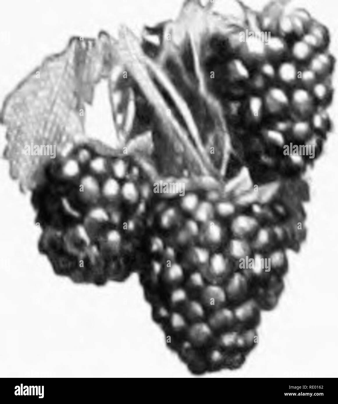 A Blackberry Fruit Cross Section Of A Pic