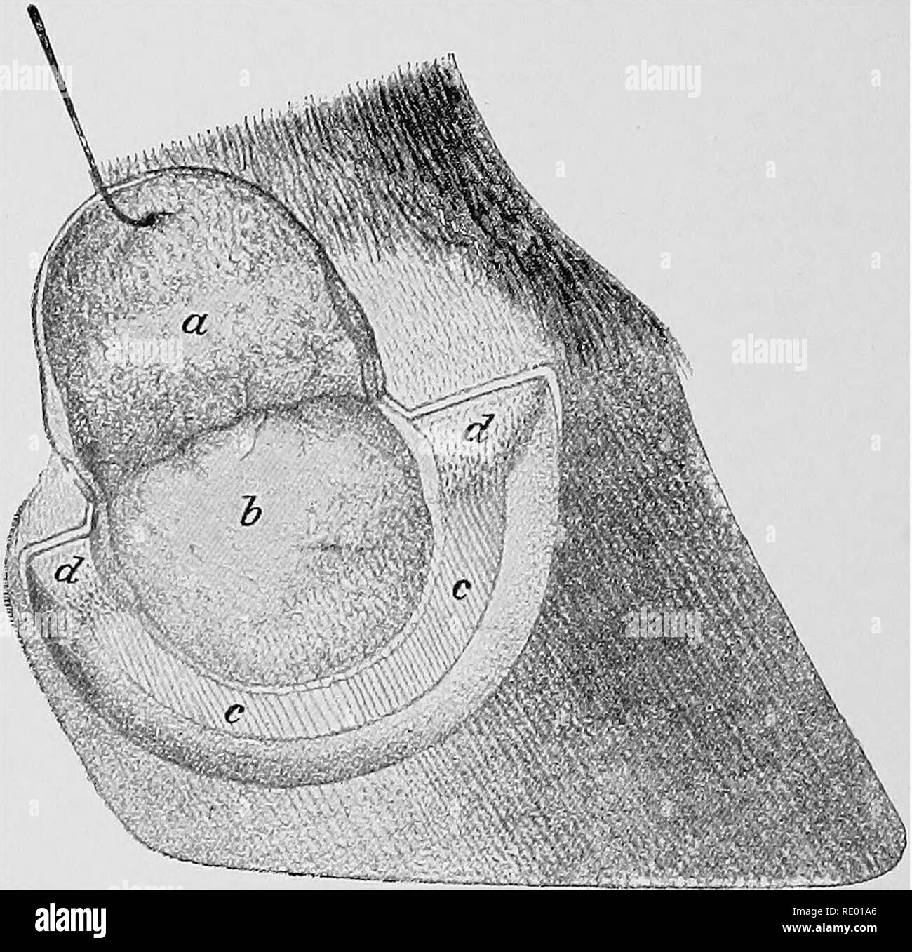 . Diseases of the horse's foot . Hoofs; Horses. 356 DISEASES OF THE