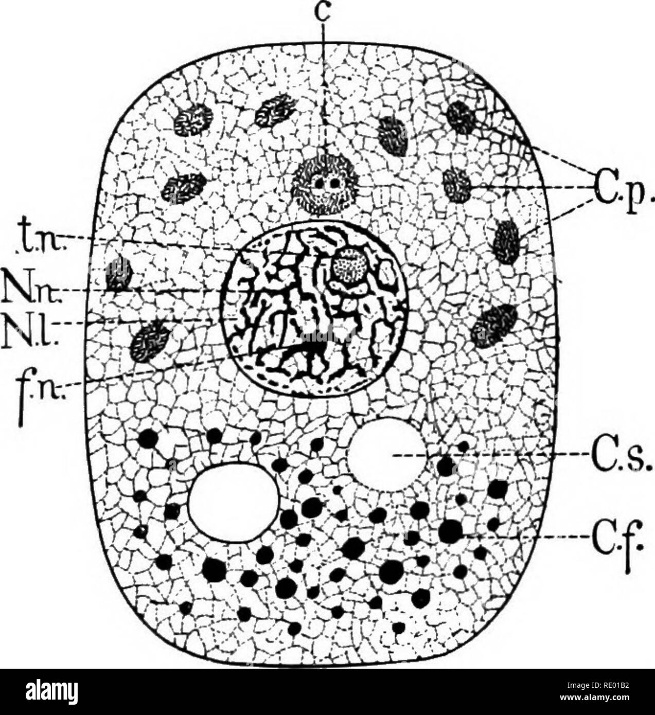 . Essentials of biology presented in problems. Biology. COMPOSITION OF LIVING THINGS 29 an onion shows well, as do thin sections of a young stem, as the bean or pea. I have found one of the best places to study a tissue and the cells of which it is composed in the leaf of a green water plant, Elodea. In this plant the cells are large, and not only the outline of the cells, but the move- ment of the living matter -nithin the cells, may easily be seen, and most of the parts described in the next paragraph can be demonstrated. Cells. —JAceU may be defined as a tiny mass of living matter, either l Stock Photo