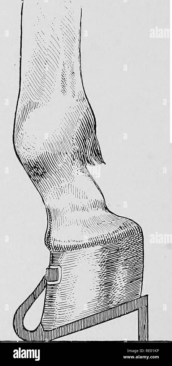 . Diseases of the horse's foot . Hoofs; Horses. 156 DISEASES OE THE