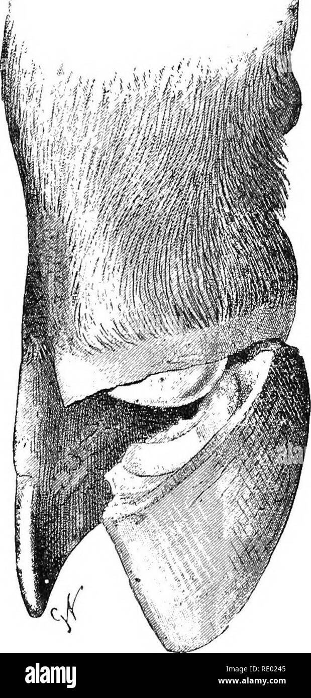 . Diseases of cattle, sheep, goats and swine. Veterinary medicine. Fig