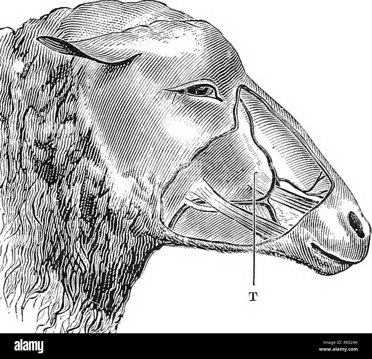 Saphenous Vein Stock Photos & Saphenous Vein Stock Images Alamy