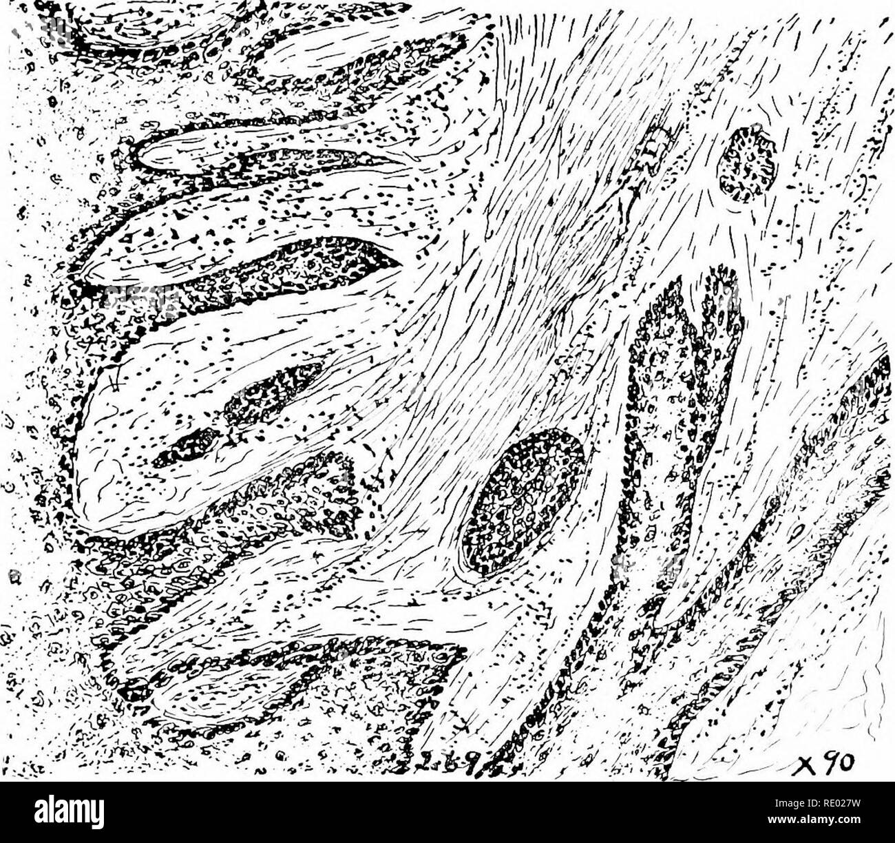 Adjacent cells Black and White Stock Photos & Images - Page 2 - Alamy