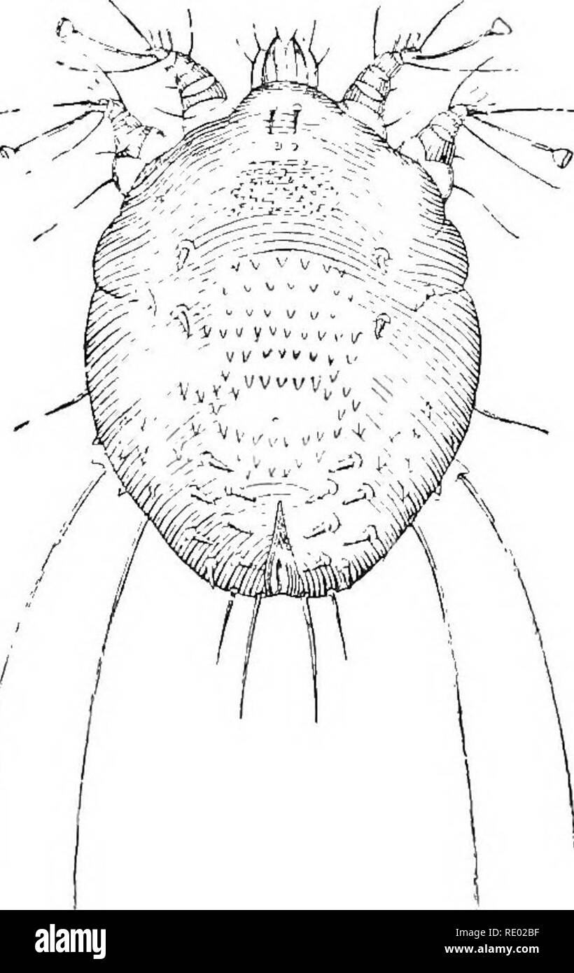 . Diseases of cattle, sheep, goats and swine. Veterinary medicine. 612 SCABIES—SCAB—MANGE. the eyelids, and is very rare. It is i)roduced by the L'cmode.r foUivii- hmini var. oris. SARGOPTIC SCABIES. This scabies has long been recognised as affecting more especially the head, muzzle, etc. It was mentioned as long ago as.the fourteenth century by Jehan de Brie, but, until Delafond's time, no one recognised that it was caused by an acarus. In 1858 Delafond discovered the parasite in Piedmont sheep. Causation. Formerly, writers on the subject and shepherds attri- buted this disease to the wounds  Stock Photo