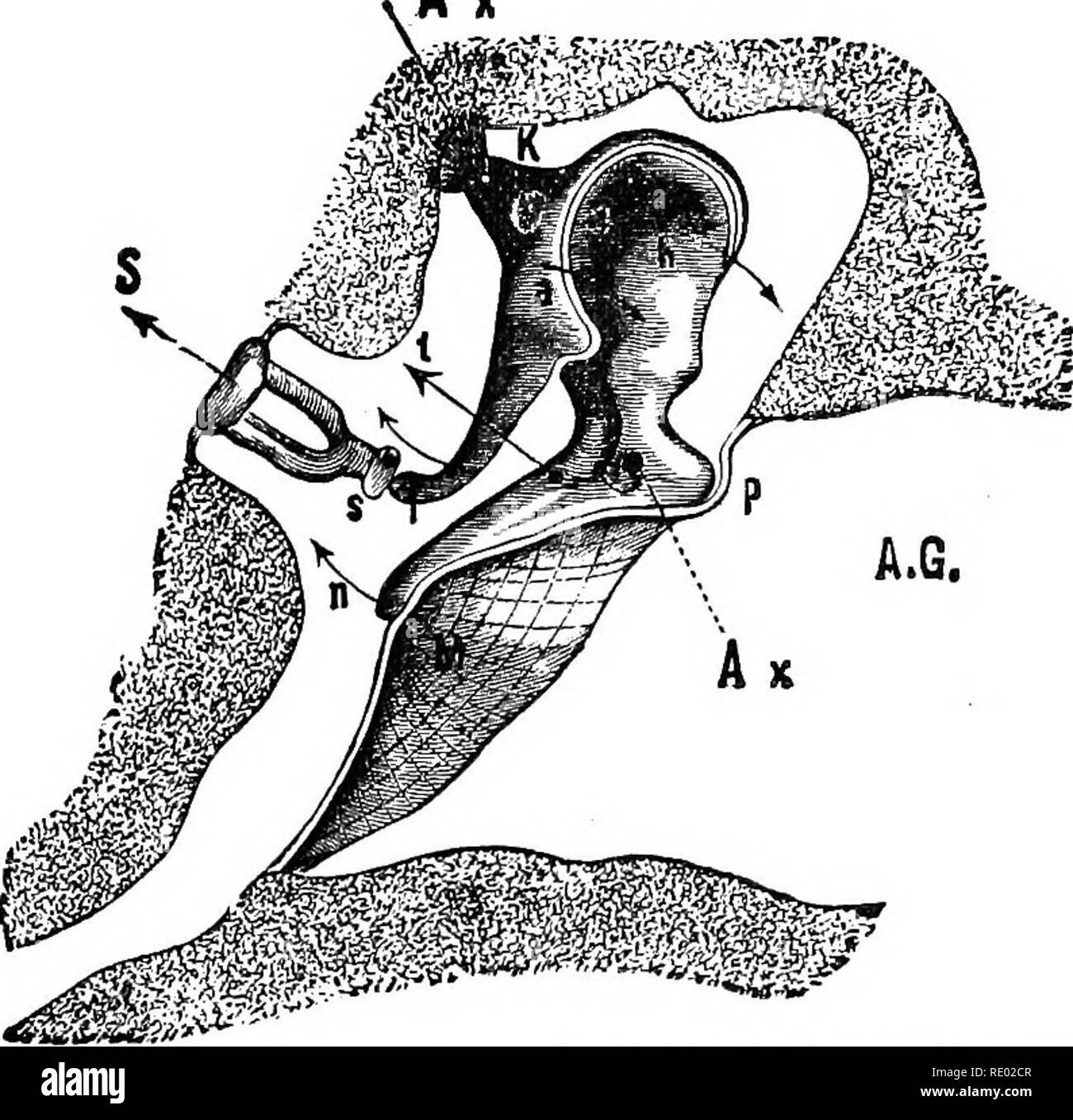 Ear wax in the auditory canal hires stock photography and images Alamy