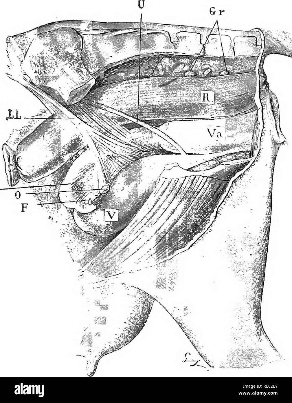 . Diseases of cattle, sheep, goats and swine. Veterinary medicine. VAGINITIS. 543 with the body of the uterus, which can be moved and displaced from right to left; the horns of the uterus can be felt and followed from the body of the uterus as far as the Fallopian tubes and the ovaries. By this means the state of the uterus, its degree of sensitiveness and mobility, as well as the state of the Fallopian tubes and of the ovaries, can all be ascertained. The examination also reveals the existence or f u. Fig. 2.34.—Genital organs in a cow, showing the ana,tomieal relations. E, Rectum ; Gr, nieso Stock Photo