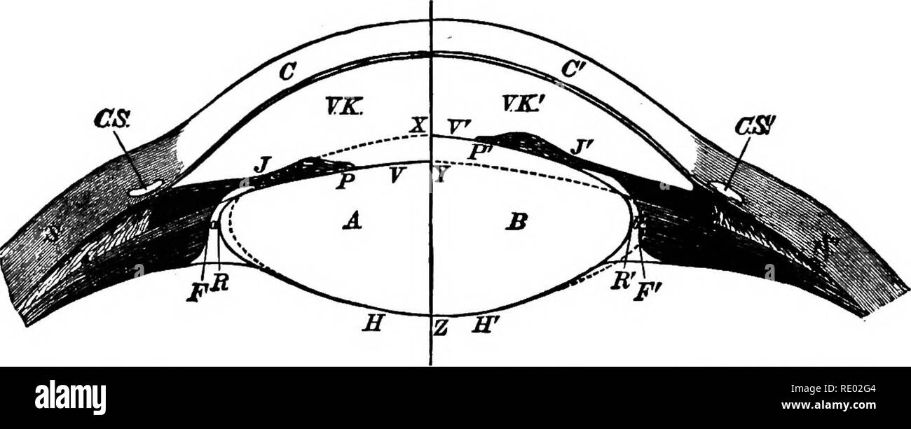 Animal Lens Strructure . The physiology of the domestic animals; a text-book for veterinary ...