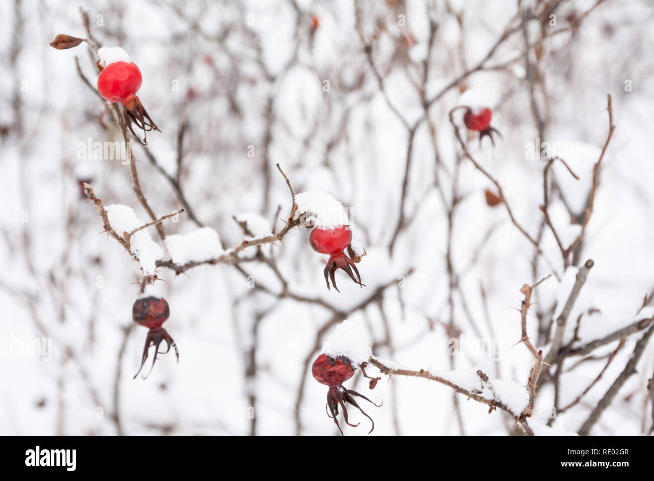 Wild Rose Bush Stock Photos & Wild Rose Bush Stock Images Alamy