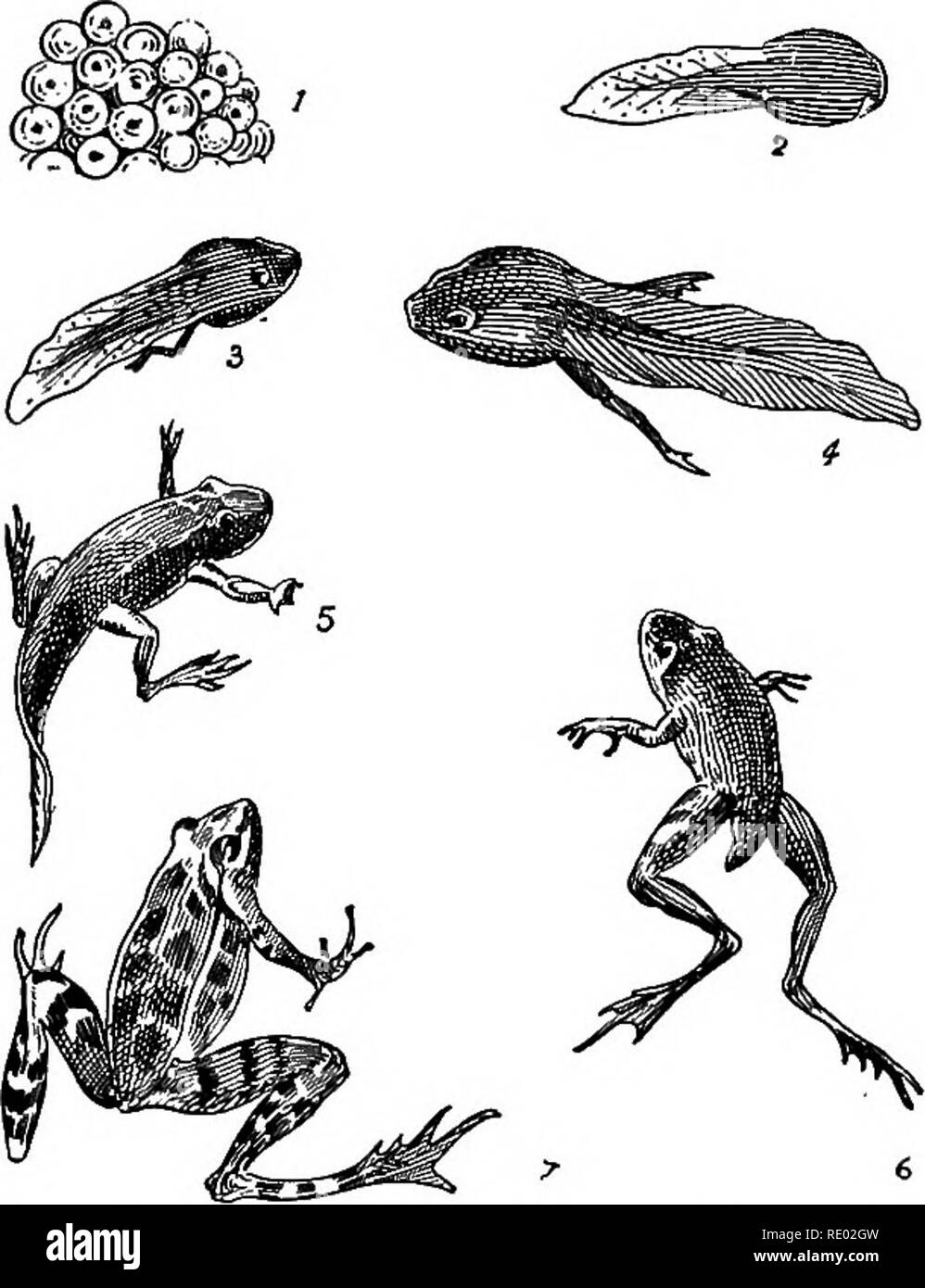 Nature study and agriculture. Nature study; Agriculture. 414 WILD ANIMALS The young are provided with gills with which they absorb sufficient air for the support of life from the water in Nature study and agriculture. Nature study; Agriculture. 414 WILD ANIMALS The young are provided with gills with which they absorb sufficient air for the support of life from the water in