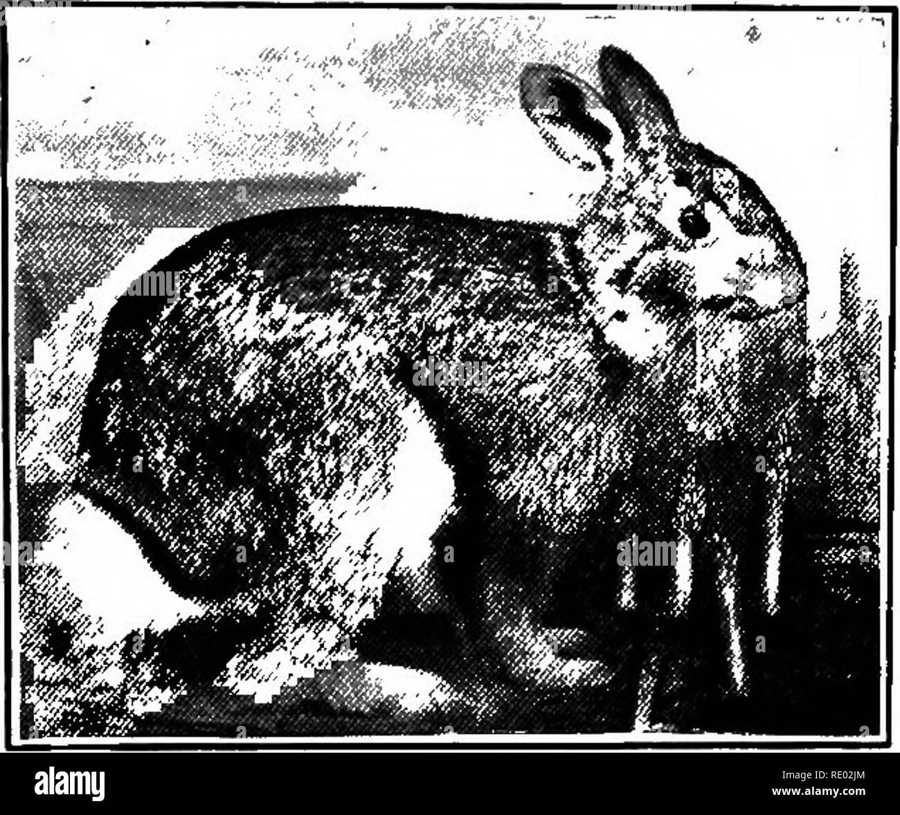 . Nature study and agriculture. Nature study; Agriculture. THE HARE AND RABBIT FAMILY 405 in North America. We give a brief description of the three that are common in the northern states. Cottontail, Gray Rabbit, Common Rabbit. — This rabbit is found throughout the eastern part of the United States, west- ward to the central part of the Dakotas and southward as far as Central America. Throughout this region it is said to be about the best known of all wild quadrupeds. It Uves in parts where brush ravines or rocks are close at hand to afford a refuge when pursued by dogs, foxes, etc.; for thou Stock Photo