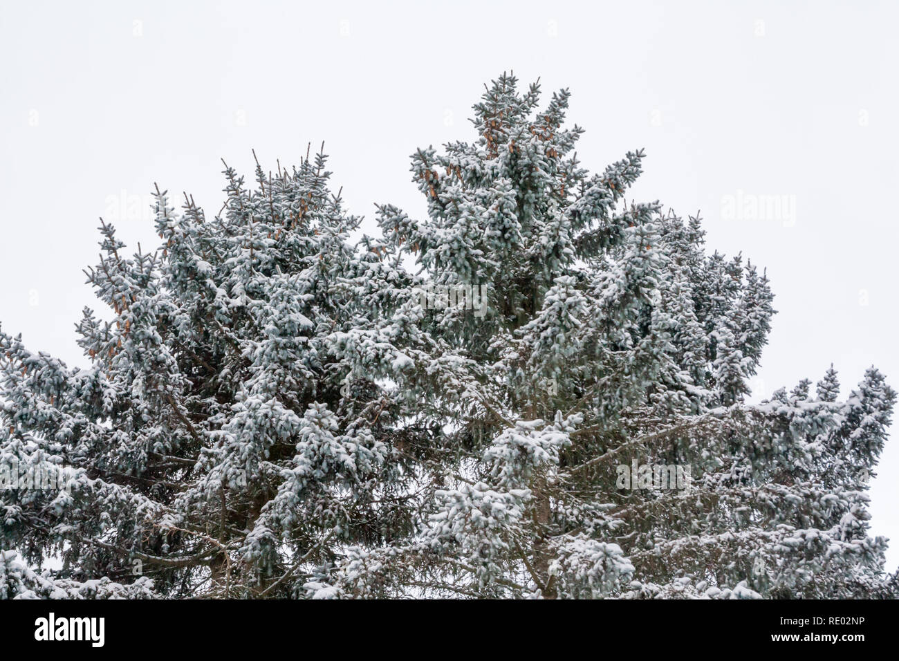 Branches of tree with snow on a blue sky background at winter Stock ...