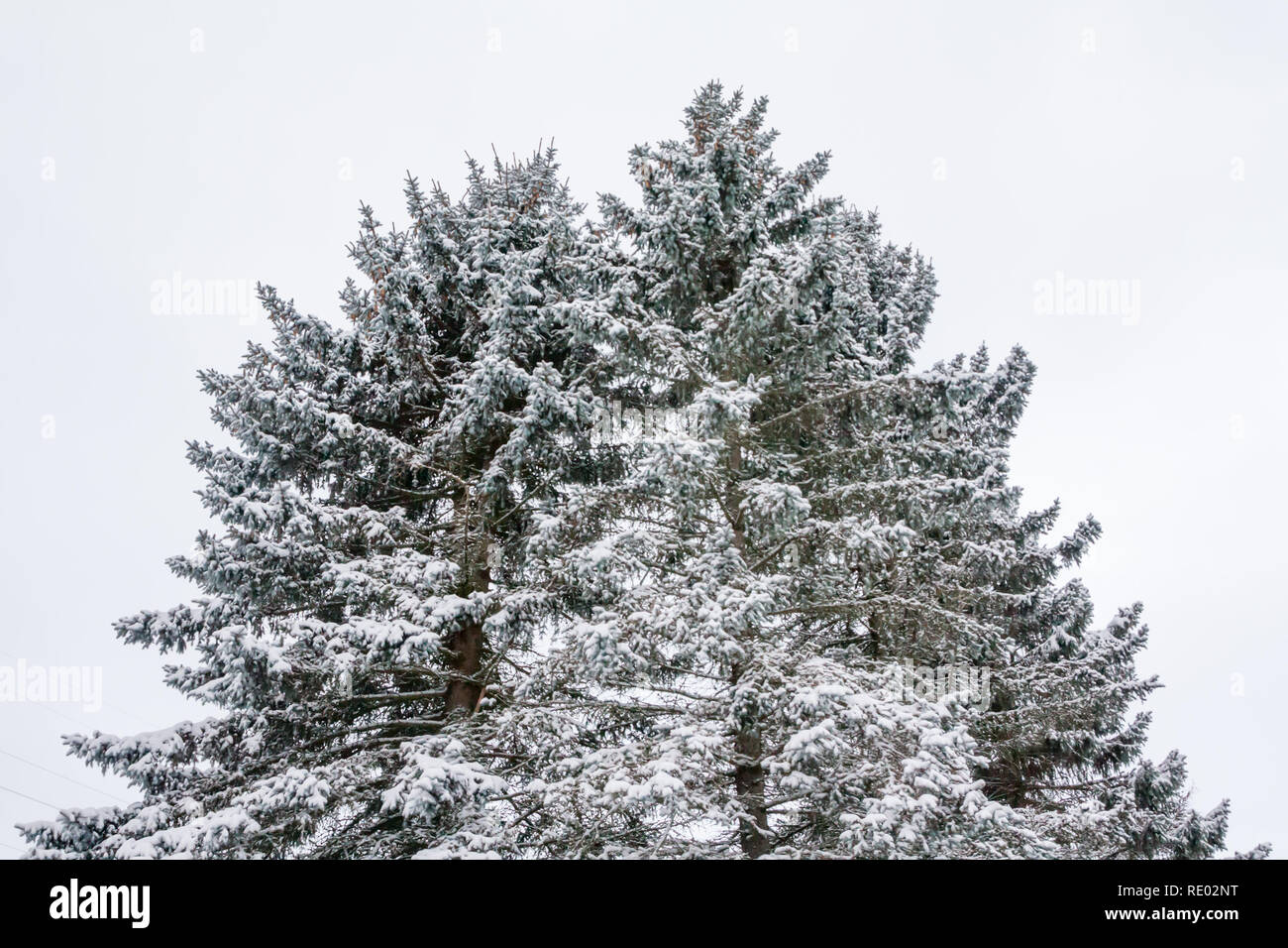 Branches of tree with snow on a blue sky background at winter Stock ...