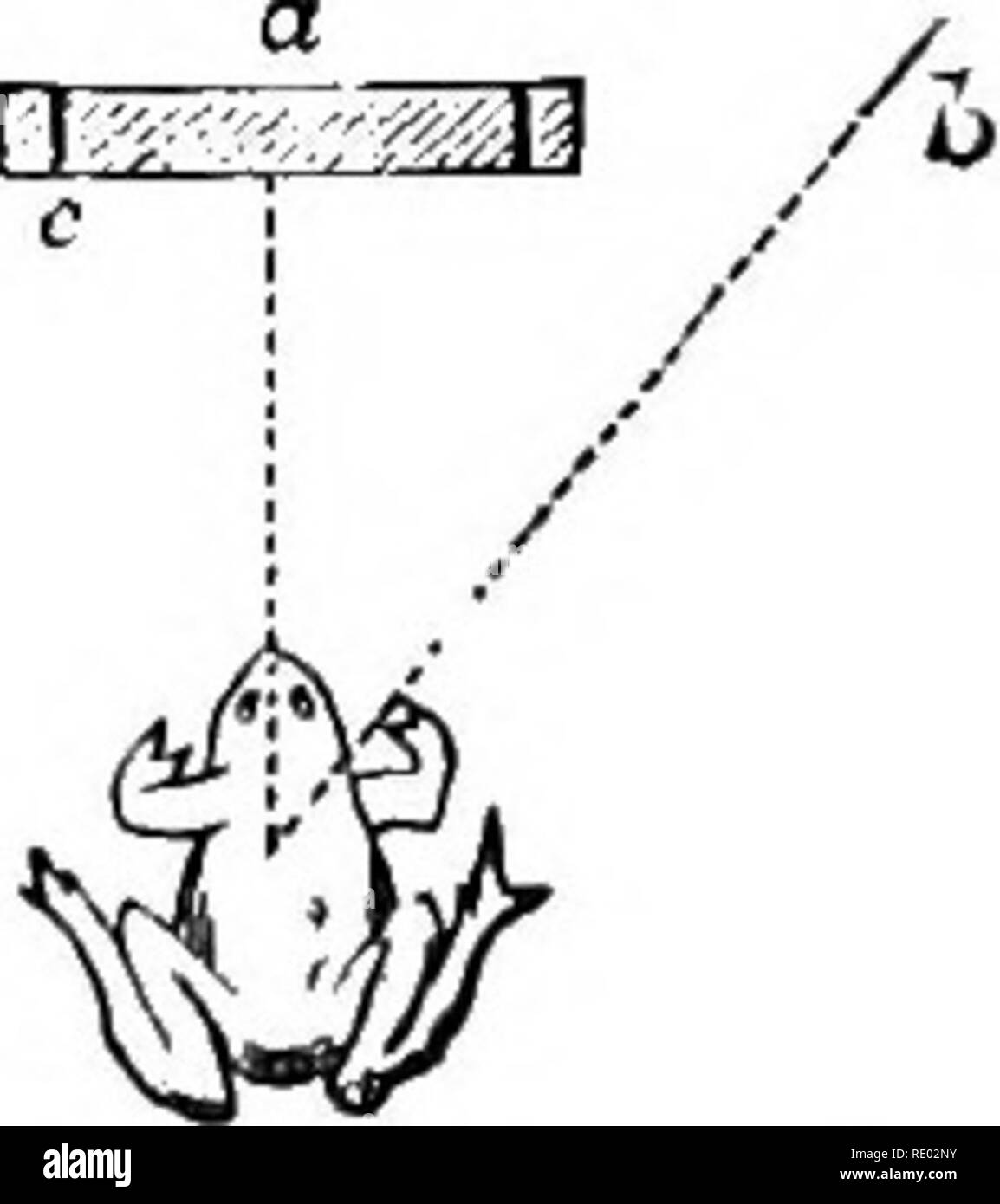 . The physiology of the domestic animals; a text-book for veterinary and medical students and practitioners. Physiology, Comparative; Domestic animals. FUNCTIONS OF THE BKAIN. 815 â body it may be made to leap; when placed on its back it regains its normal attitude. When placed on an inclined plane it crawls up until it gains a new position, and if such an experiment be made by placino- a frog on a small piece of board, by gradually inclining the board more and more the frog may be made to climb up the board, pass over to the other side, and the piece of wood may be turned over a number of tim Stock Photo