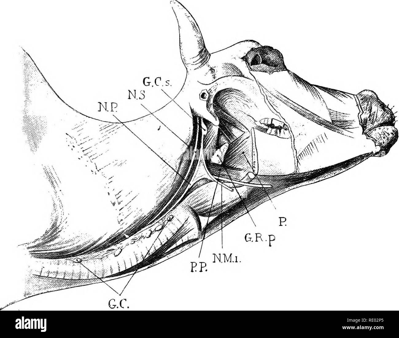 . Diseases of cattle, sheep, goats and swine. Veterinary medicine ...