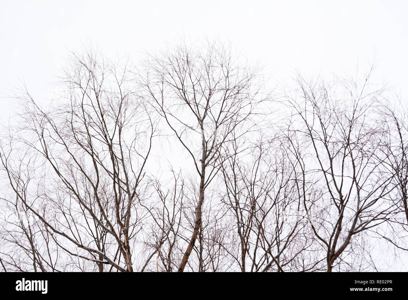 Branches of tree with snow on a sky background at winter Stock Photo ...