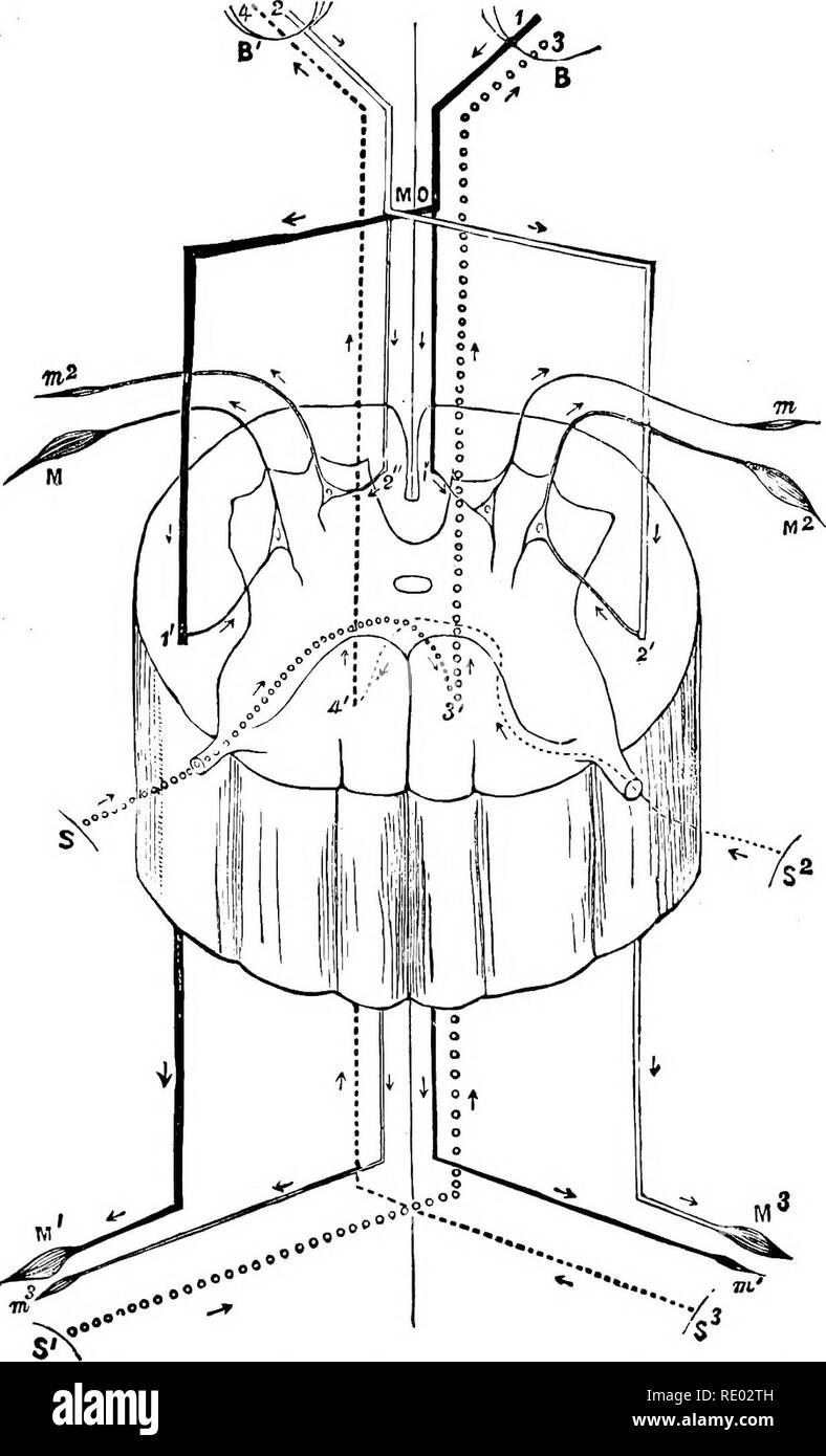 . The physiology of the domestic animals; a text-book for veterinary and medical students and practitioners. Physiology, Comparative; Domestic animals. 802 PHYSIOLOGY OF THE DOMESTIC ANIMALS.. Fig. 343.—Diagram of a Spinal Segment as a Spinal Centre and Con- ducting Medium, after Bramwell. (Landois.) B, right. B*. left cerebral hemispheres; M O, medulla oblongata; 1, motor tract from right hemi- sphere, largely decussating at M O, and passing down the lateral column of the cord on the opposite side to tlio muscles M and Ml; 2, motor tract from left hemisphere; S, S*, sensitive areas on the lef Stock Photo