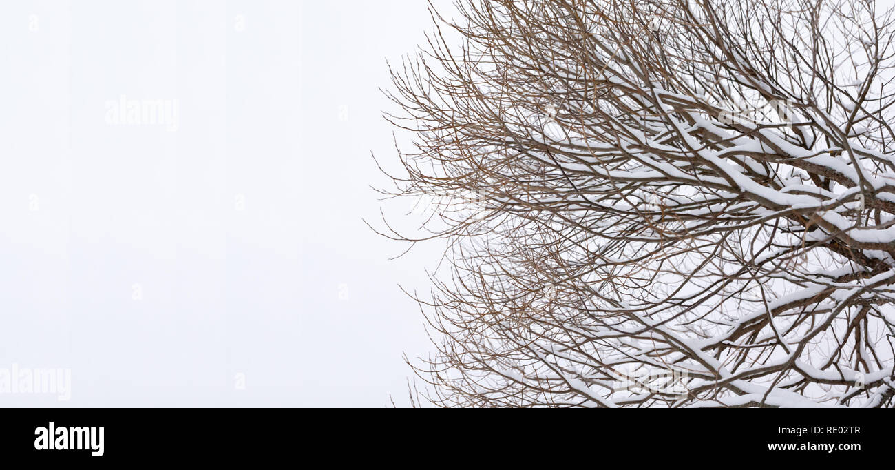 Branches of tree with snow on a sky background at winter Stock Photo ...
