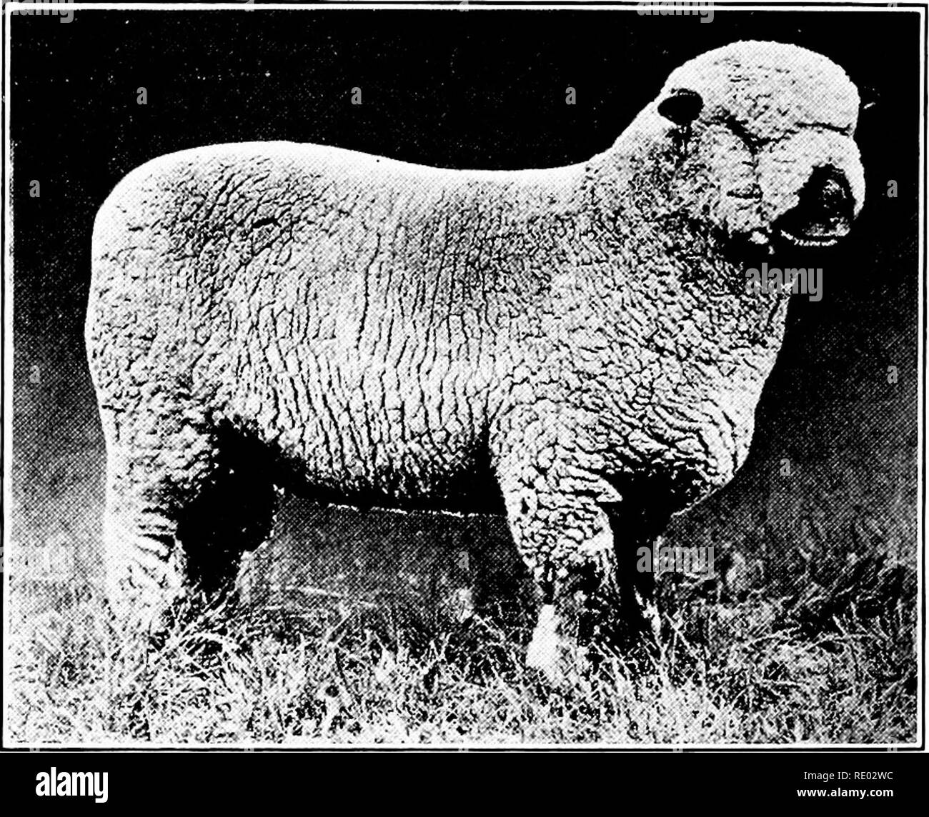 Oxford down sheep Black and White Stock Photos & Images Alamy