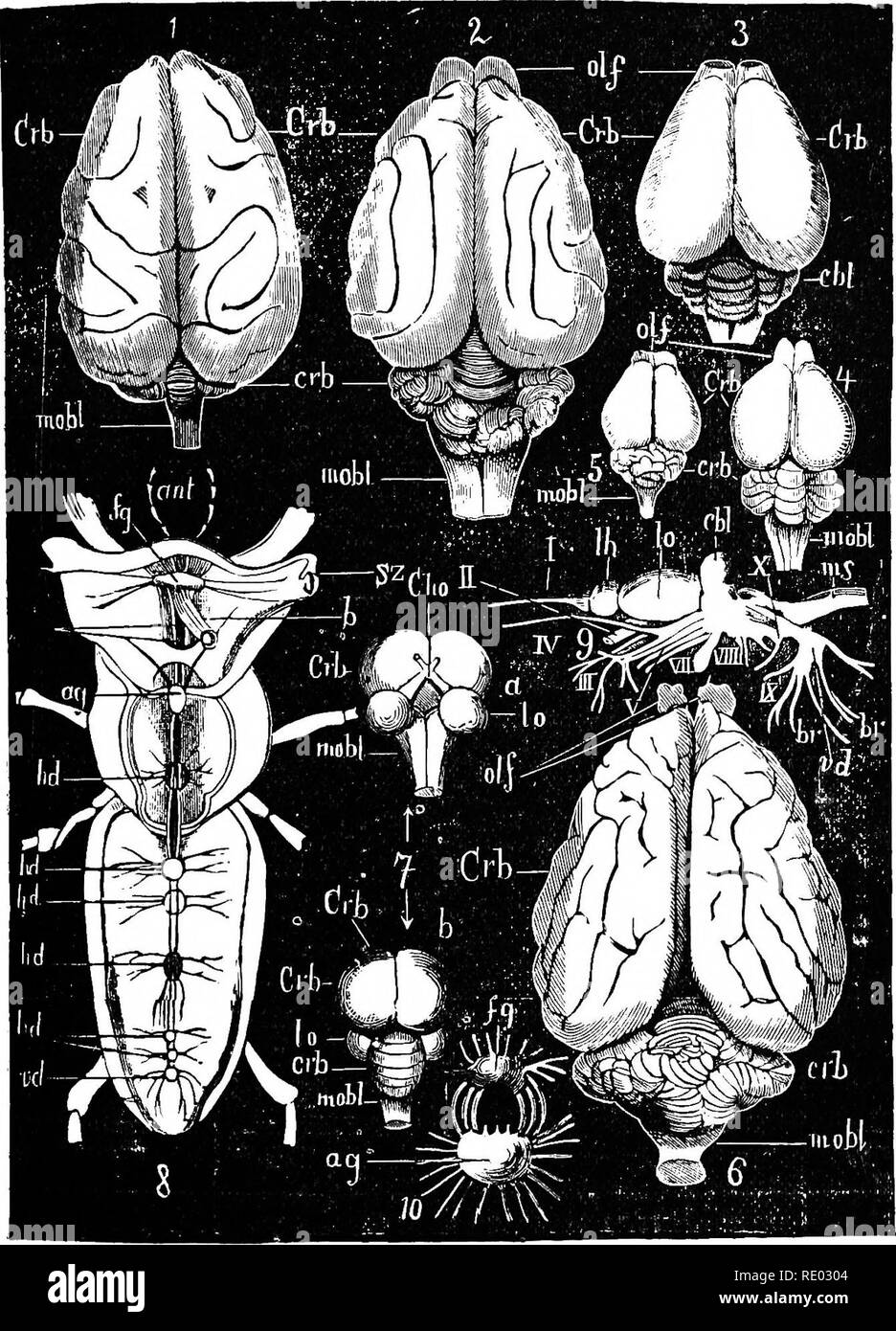 The First Brain . The physiology of the domestic animals; a text-book for veterinary ...